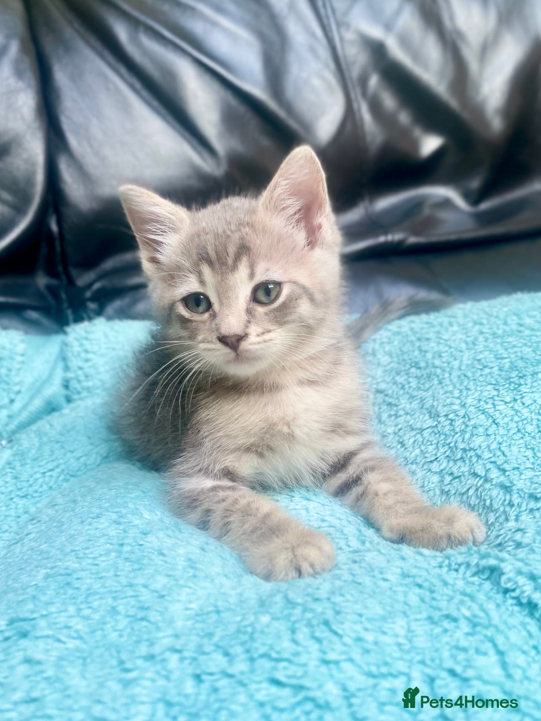 Siberian cats for sale: EXCLUSIVE Siberian Neva Masquerade-Luxury Lineage - Image 22