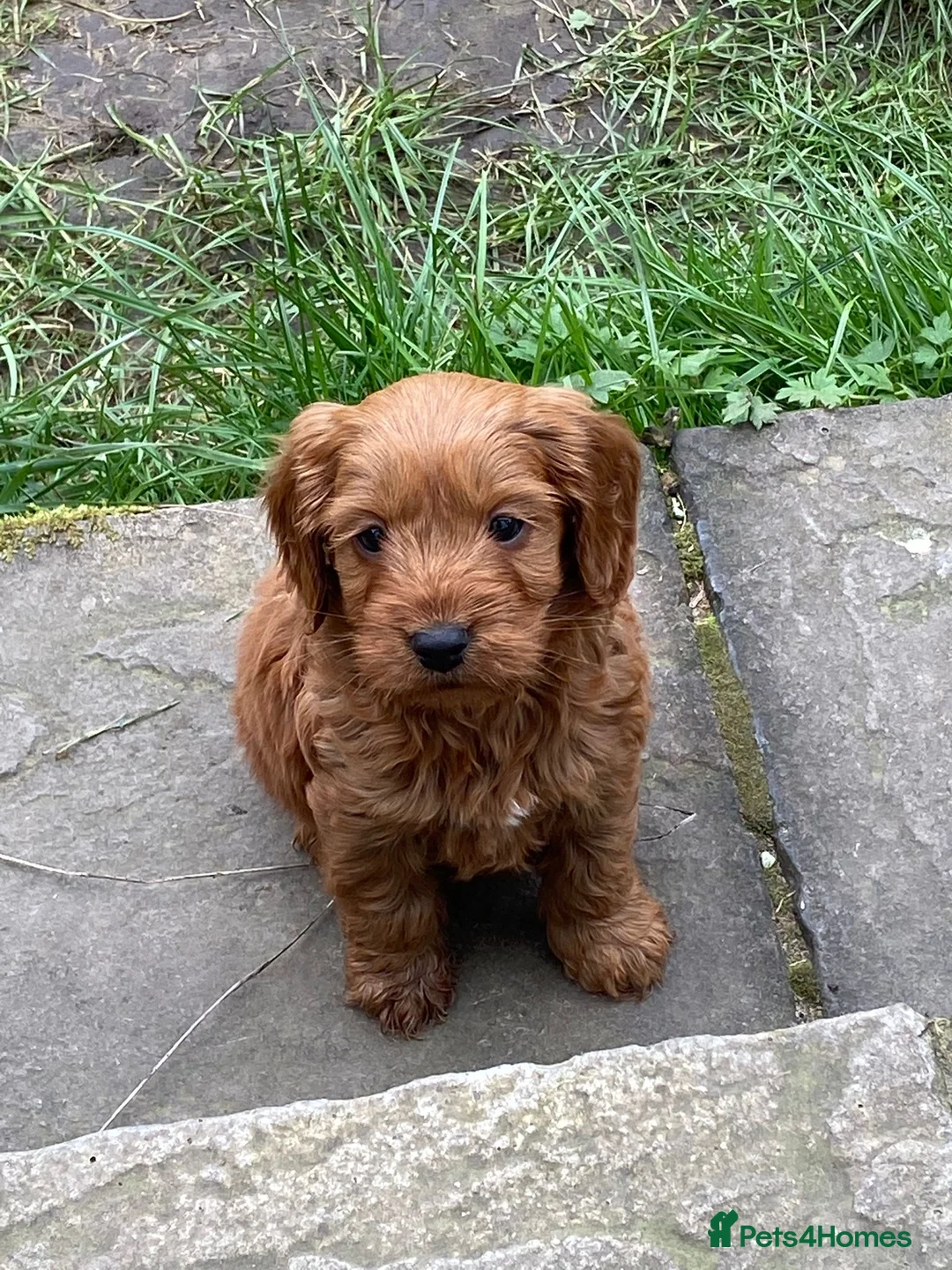 Cavapoo dogs for sale: F1 Cavapoo male  in Tamworth - Advert 2