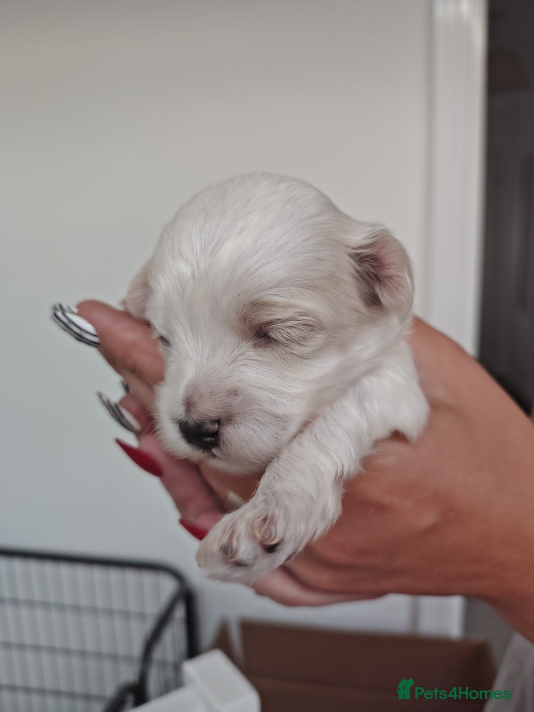 Maltipoo dogs for sale: Maltipoo  - Image 11