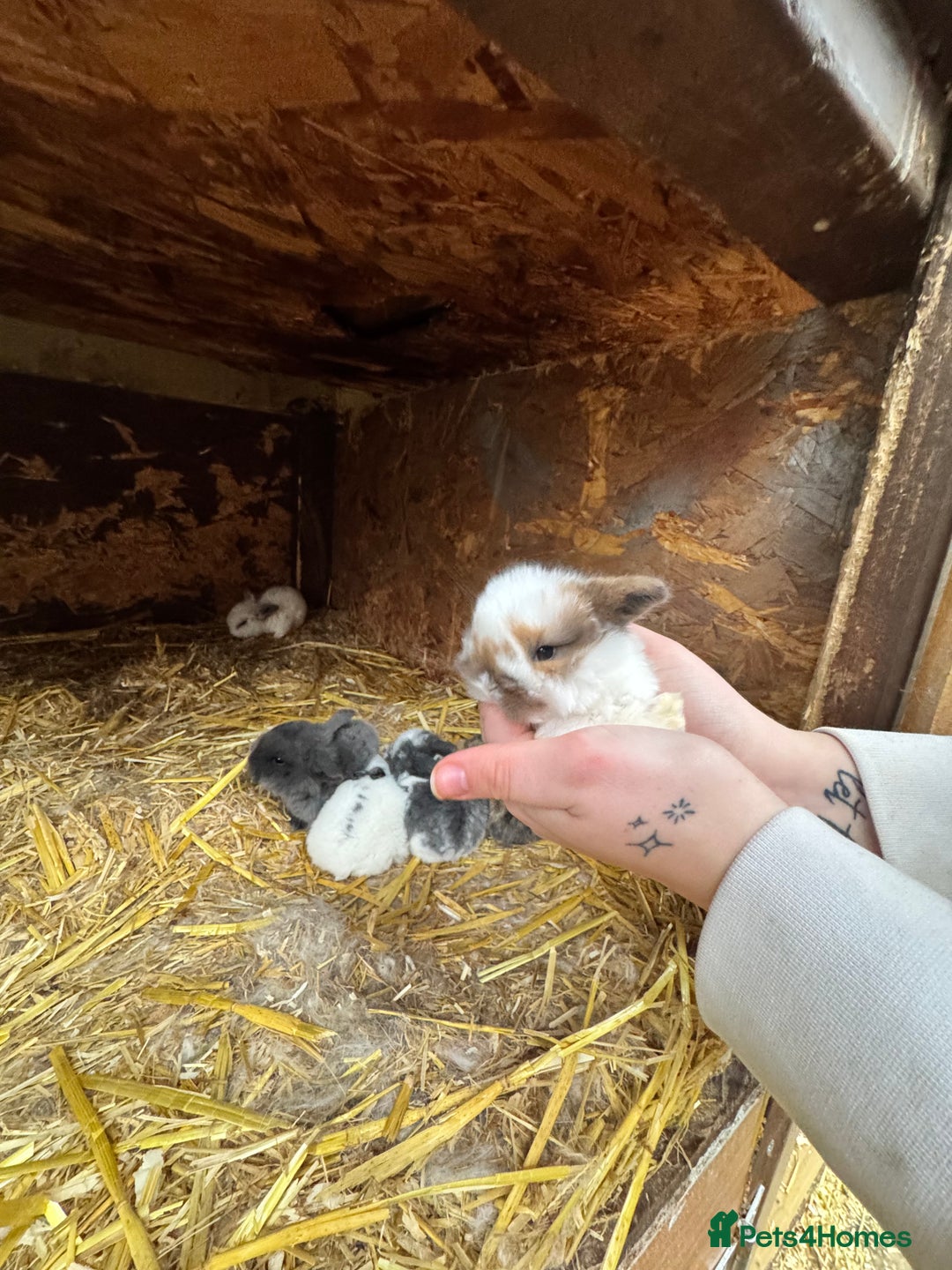 Mini Lop rabbits for sale: Mini lops - Advert 2