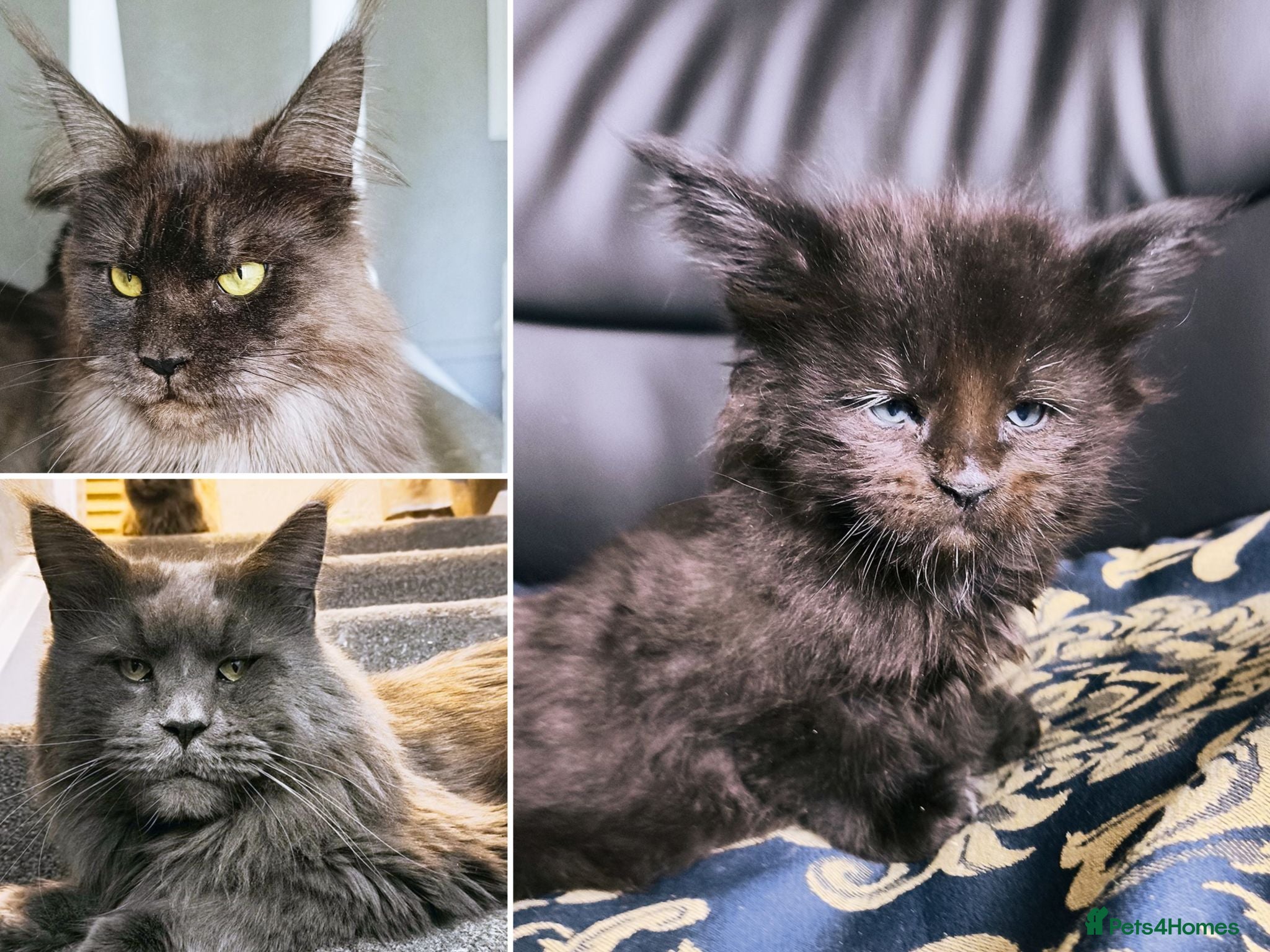 Maine Coon cats 1 boy left - TICA +DNA health test maine coon boys - Advert 6