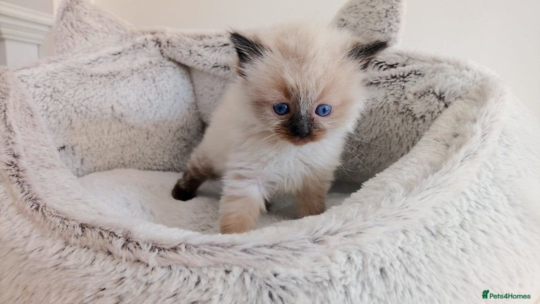 Ragdoll cats for sale: INDOOR FULL PEDIGREE RAGDOLL KITTENS - Image 6
