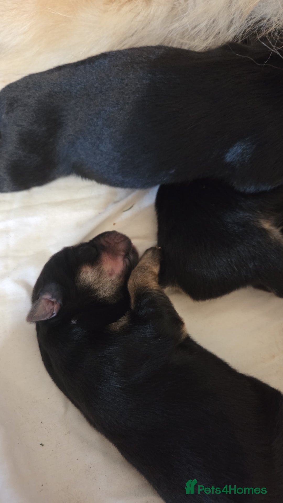 Mixed Breed dogs for sale: Shollies  - Image 1