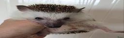 Pygmy Hedgehog rodents for sale: Male African pygmy hedgehog  - Advert 3