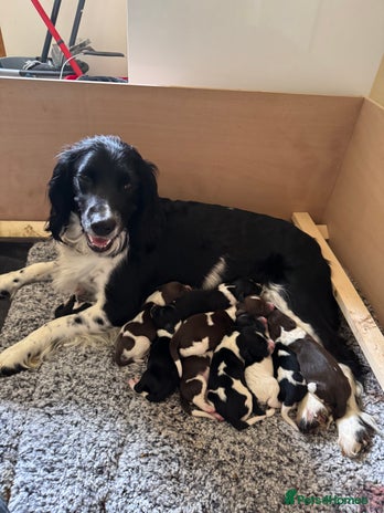 English Springer Spaniel dogs in Saffron Walden - Advert 11