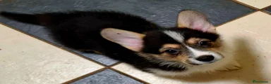 Puppy Corvette 