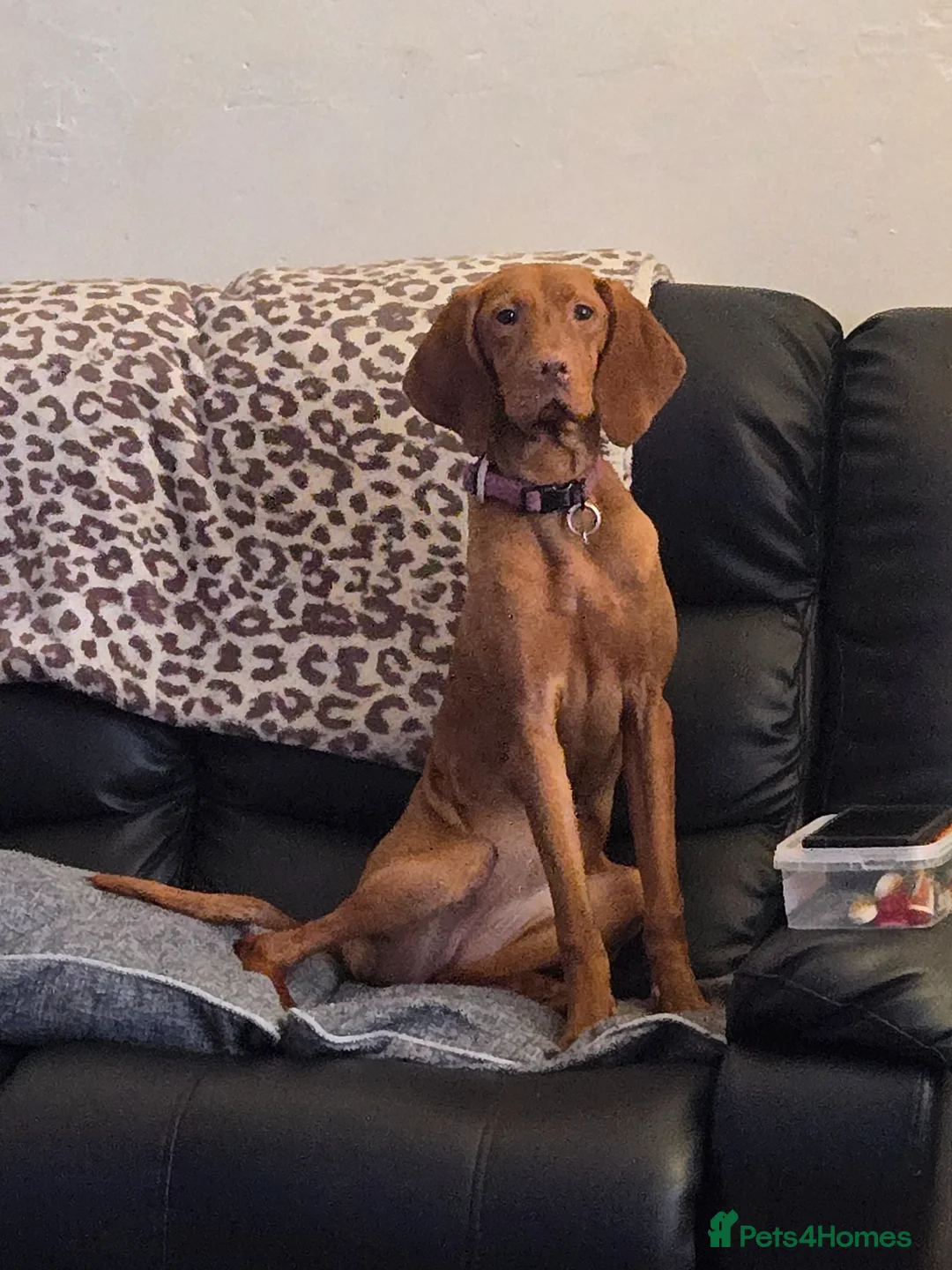 Hungarian Vizsla dogs for sale: 18 month old Hungarian viszla for sale  in Leeds - Advert 1
