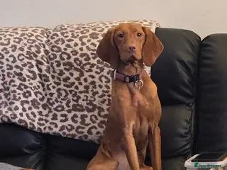 Hungarian Vizsla dogs 18 month old Hungarian viszla for sale - Advert 7