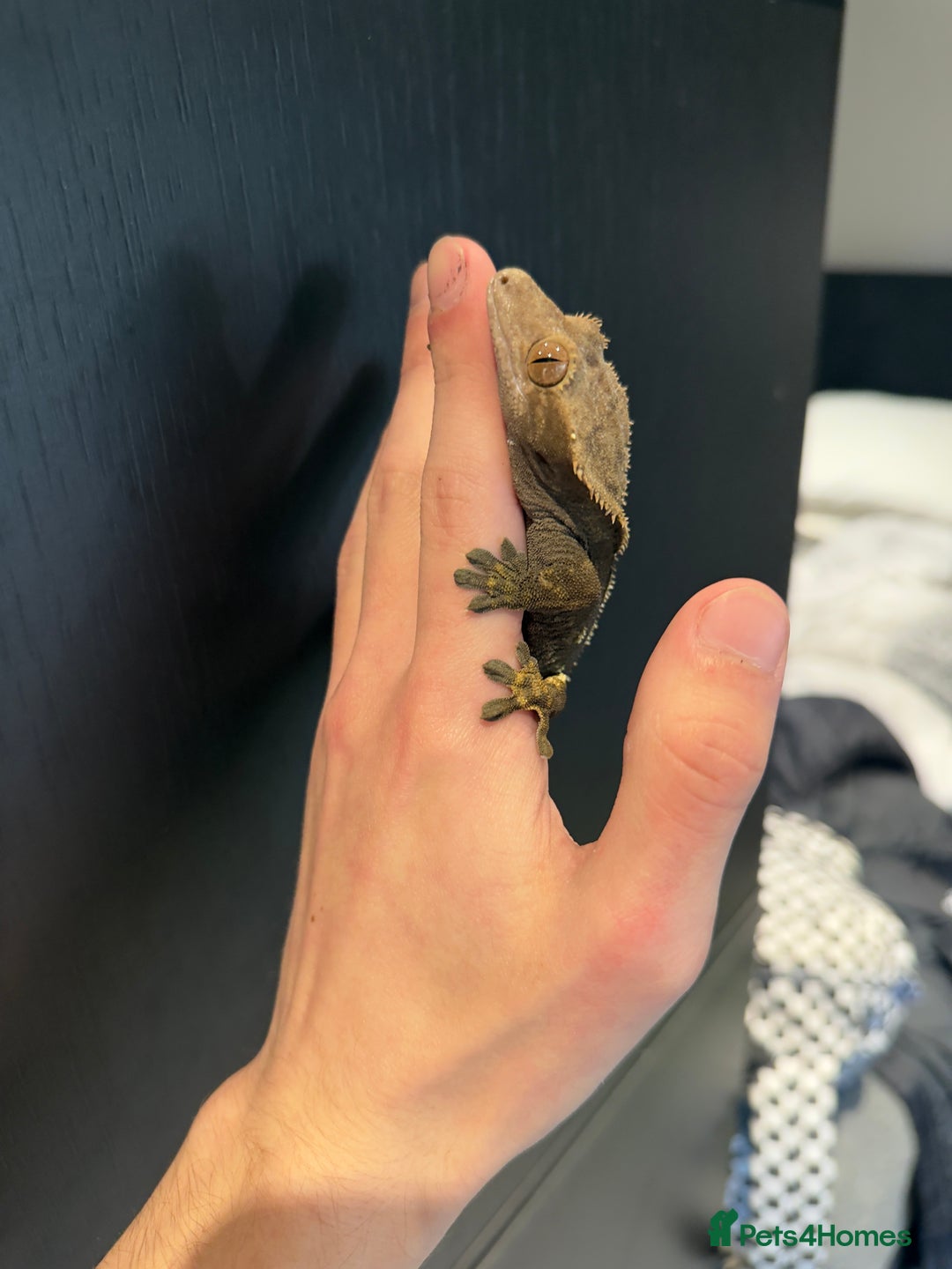 Gecko reptiles for sale: 2 female crested geckos  - Advert 3