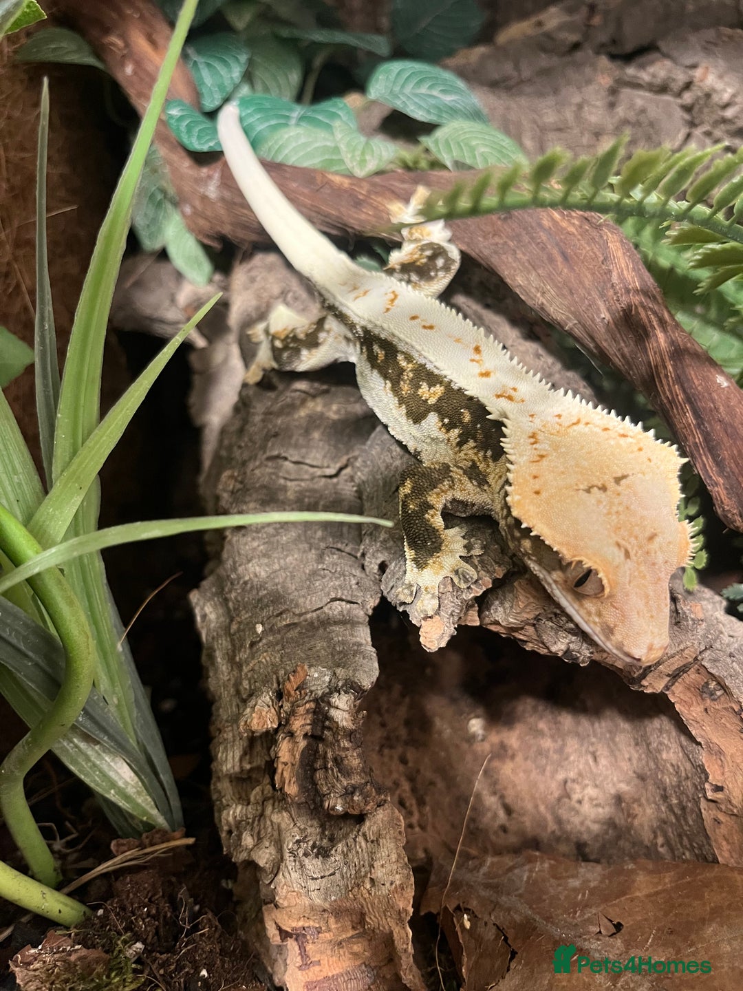 Gecko reptiles for sale: Crested gecko and gargoyles male and female  - Advert 10