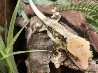 Gecko reptiles Crested gecko and gargoyles male and female - Advert 20