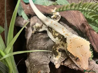 Gecko reptiles Crested gecko and gargoyles male and female - Advert 21