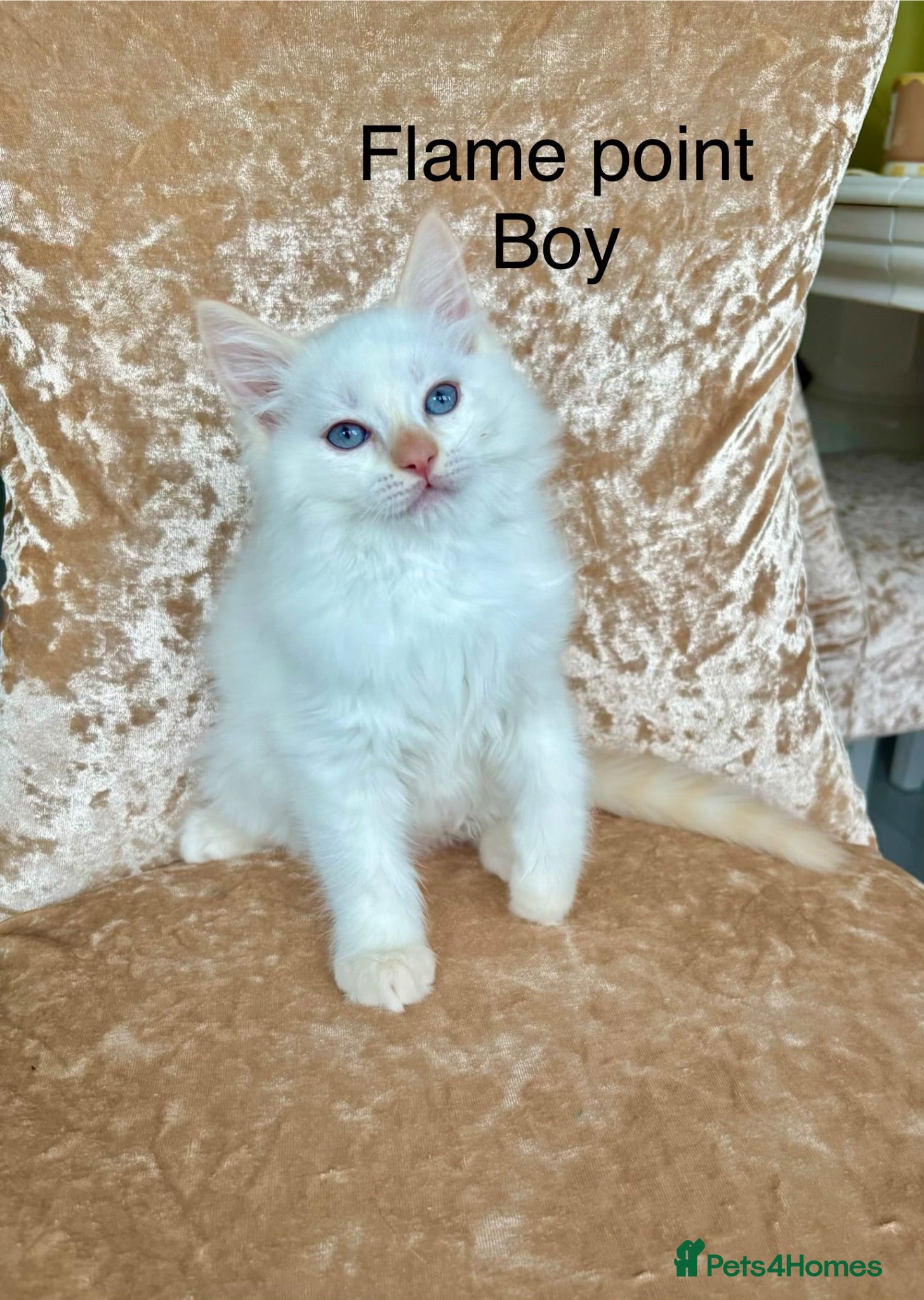 Ragdoll cats Beautiful ragdoll kittens  - Advert 2