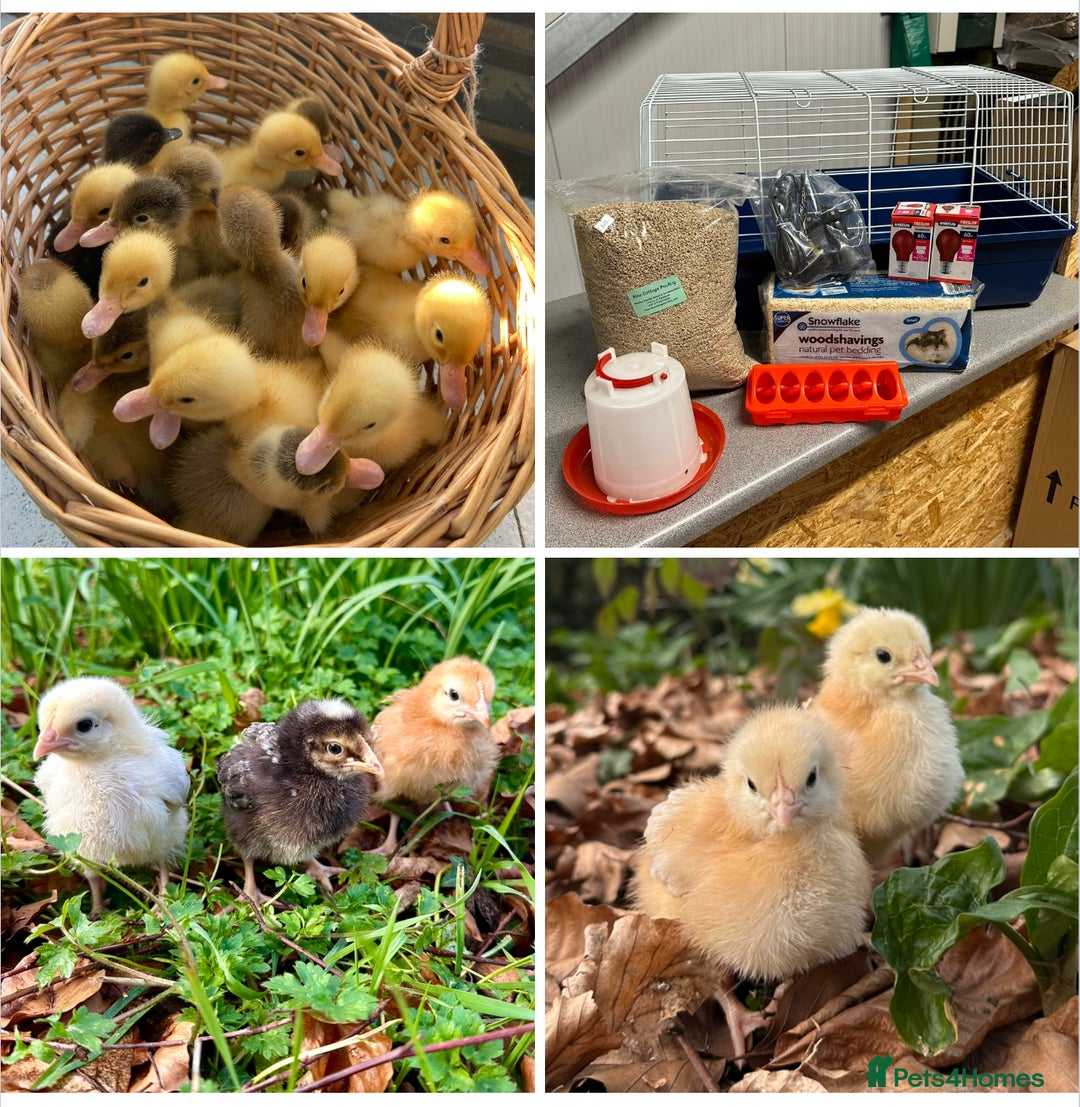 Chickens poultry for sale: Chickens, Ducks, Geese, Turkeys, Chicks and more  - Image 16