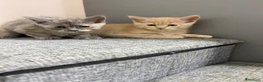 Maine Coon 3