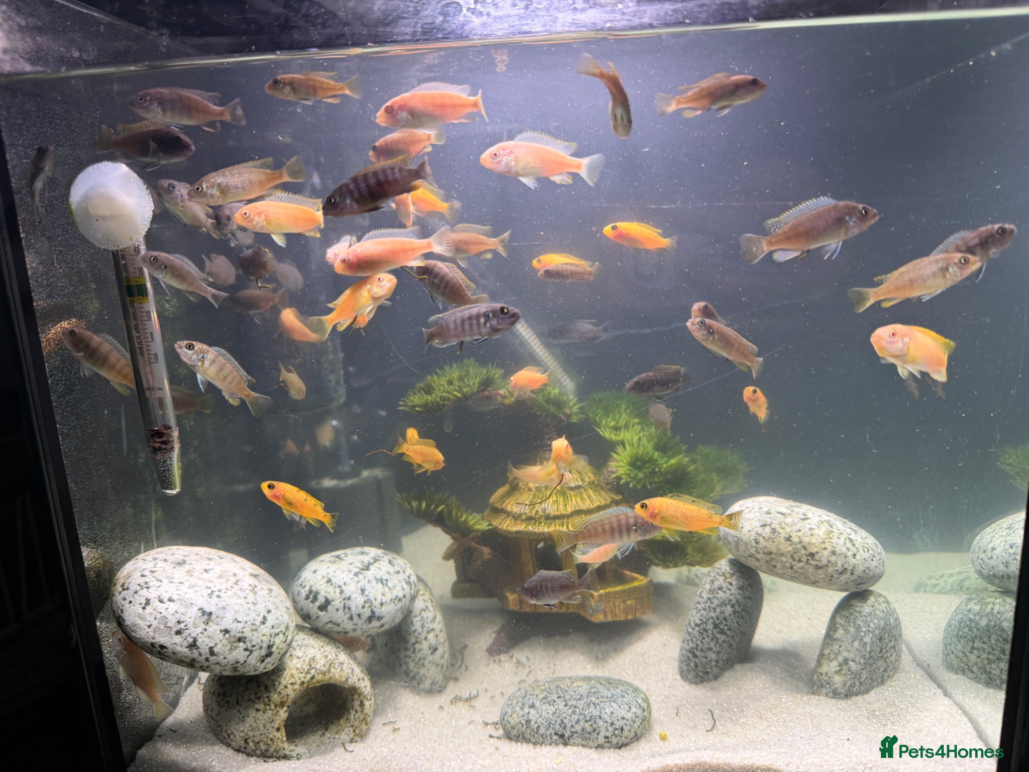 Cichlids fish Malawi Cichlid Fry - Advert 20