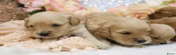 Cavapoo dogs for sale: *Health tested* F1 Cavapoos in Wisbech - Advert 6