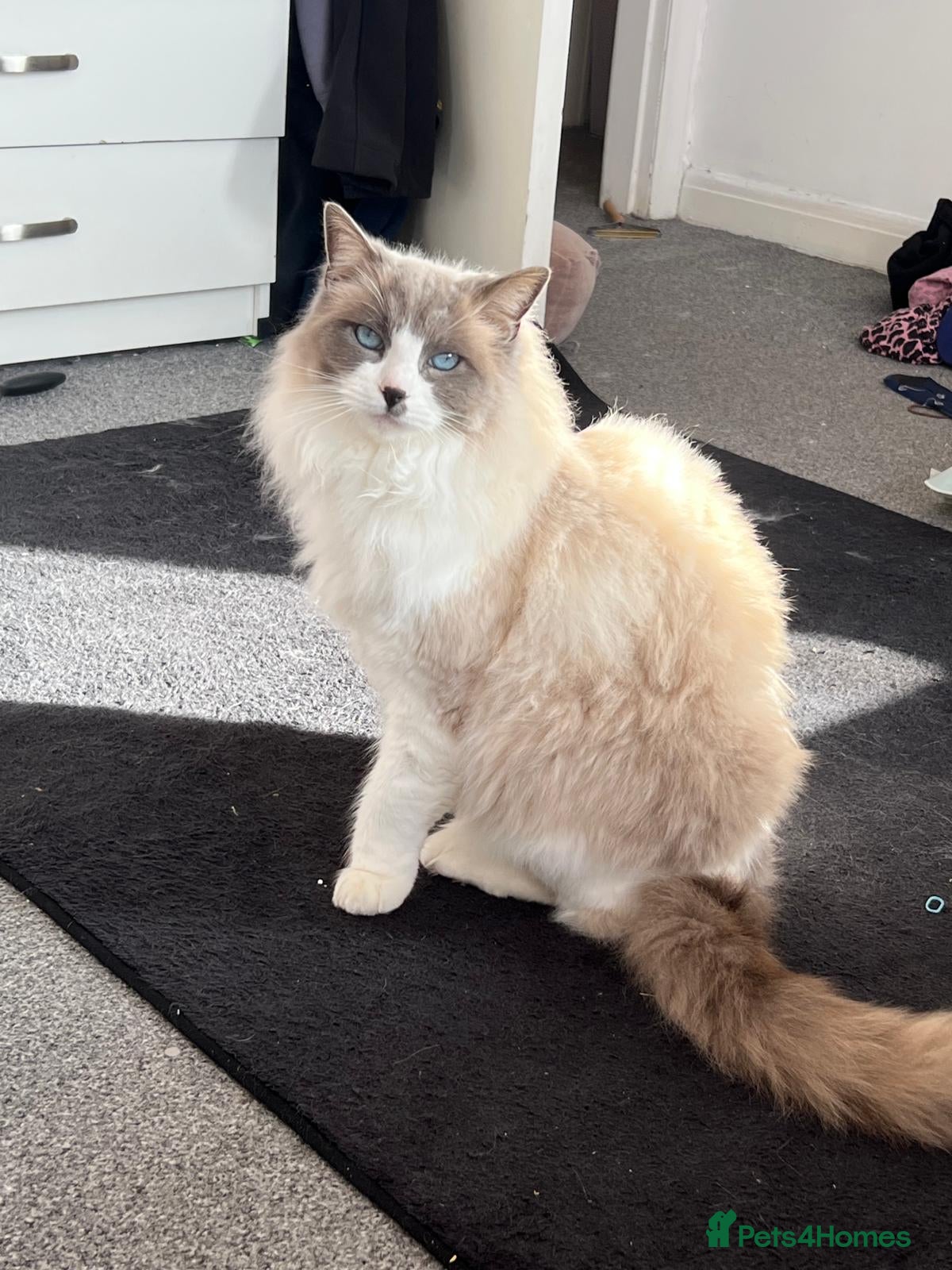 Ragdoll cats Simba, age 4 boy - Advert 1