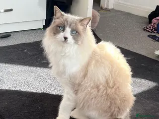 Ragdoll cats Simba, age 4 boy - Advert 1