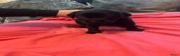 Labrador Retriever dogs for sale: Beautiful Black and golden Labrador puppies - Advert 10