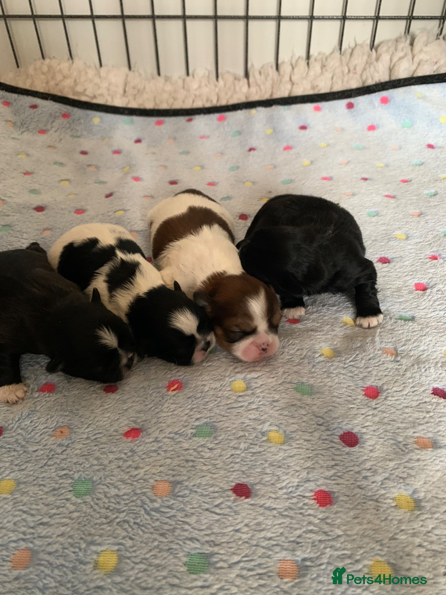 Shih Tzu dogs for sale: Shih Tzu puppies available - Advert 6