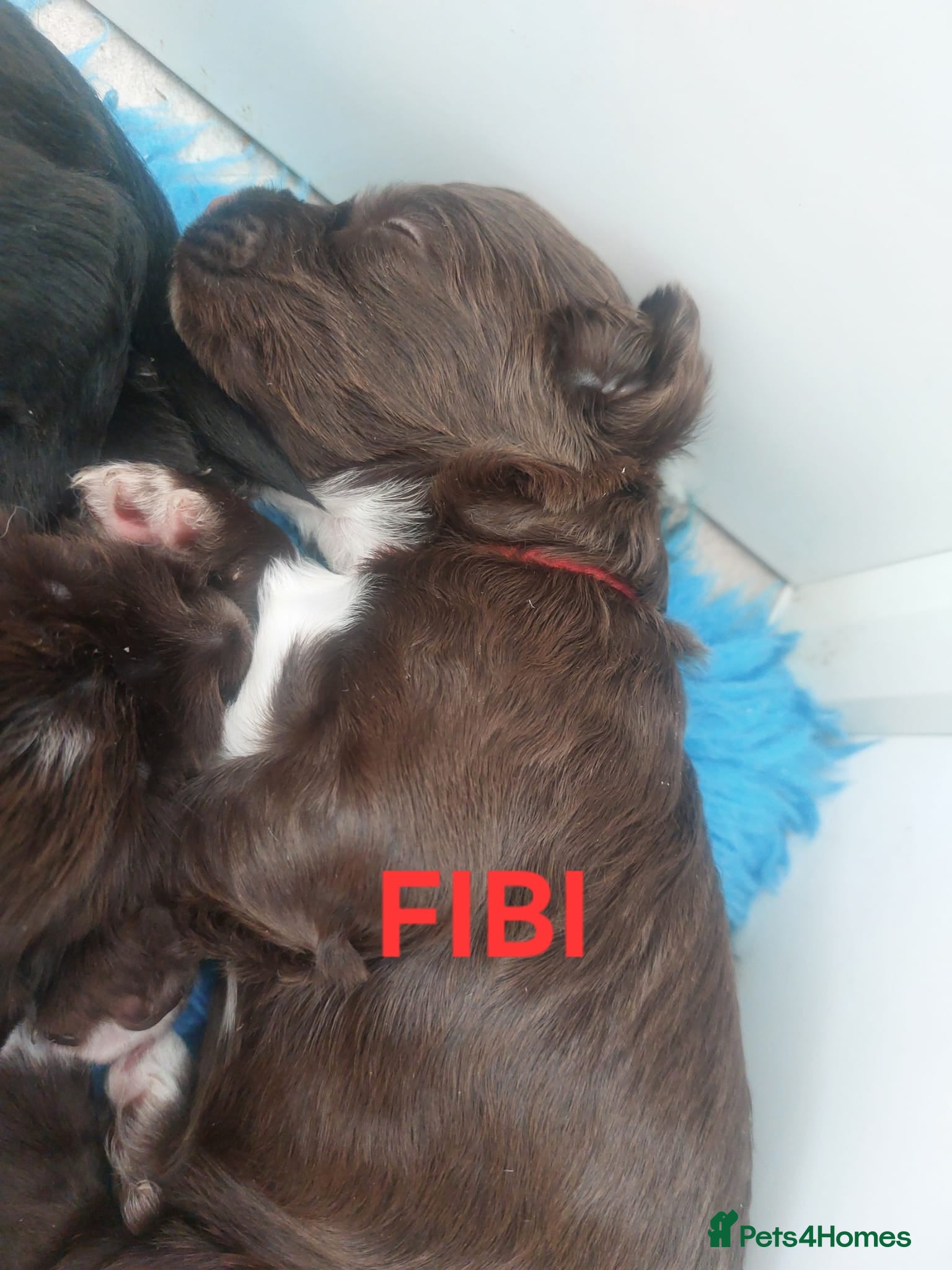 Sprocker Puppy 6