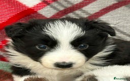 Border Collie dogs for sale: WINNING CRUFTS COMPETITORS. KC REG, HEALTH TESTED - Image 35