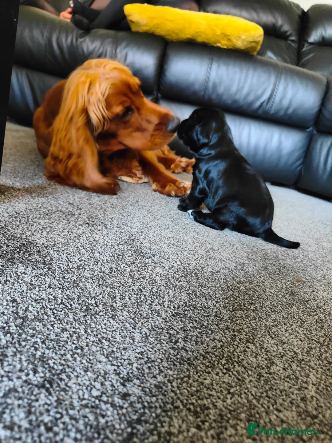 Cocker Spaniel dogs for stud: Proven Beautiful cocker stud available ❤️ in Barnsley - Advert 12