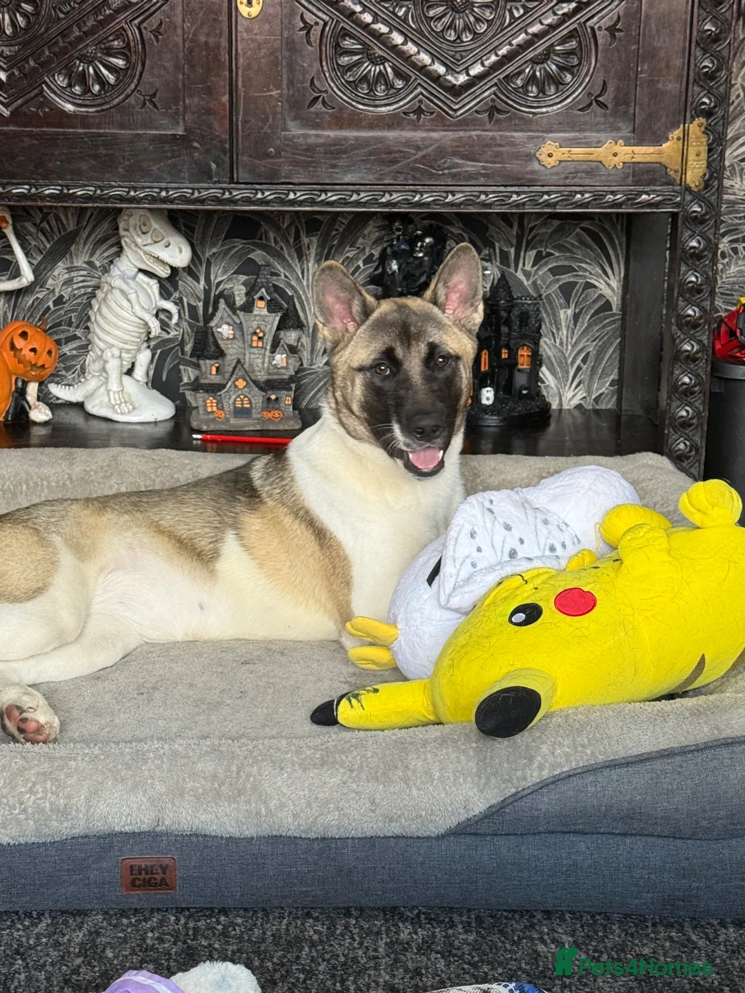 Akita dogs for sale: pure bred female akita. and mally/husky(2years old - Advert 17