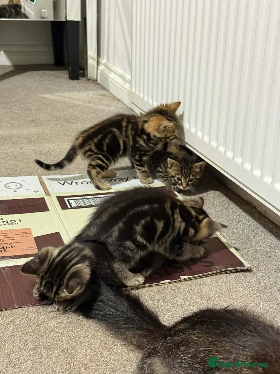 Mixed Breed cats for sale: Kittens ready to go - Advert 4