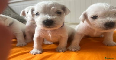 Miniature Schnauzer dogs - Advert 12