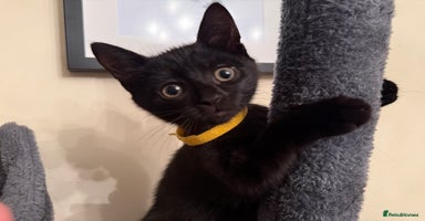 Mixed Breed cats - Advert 5