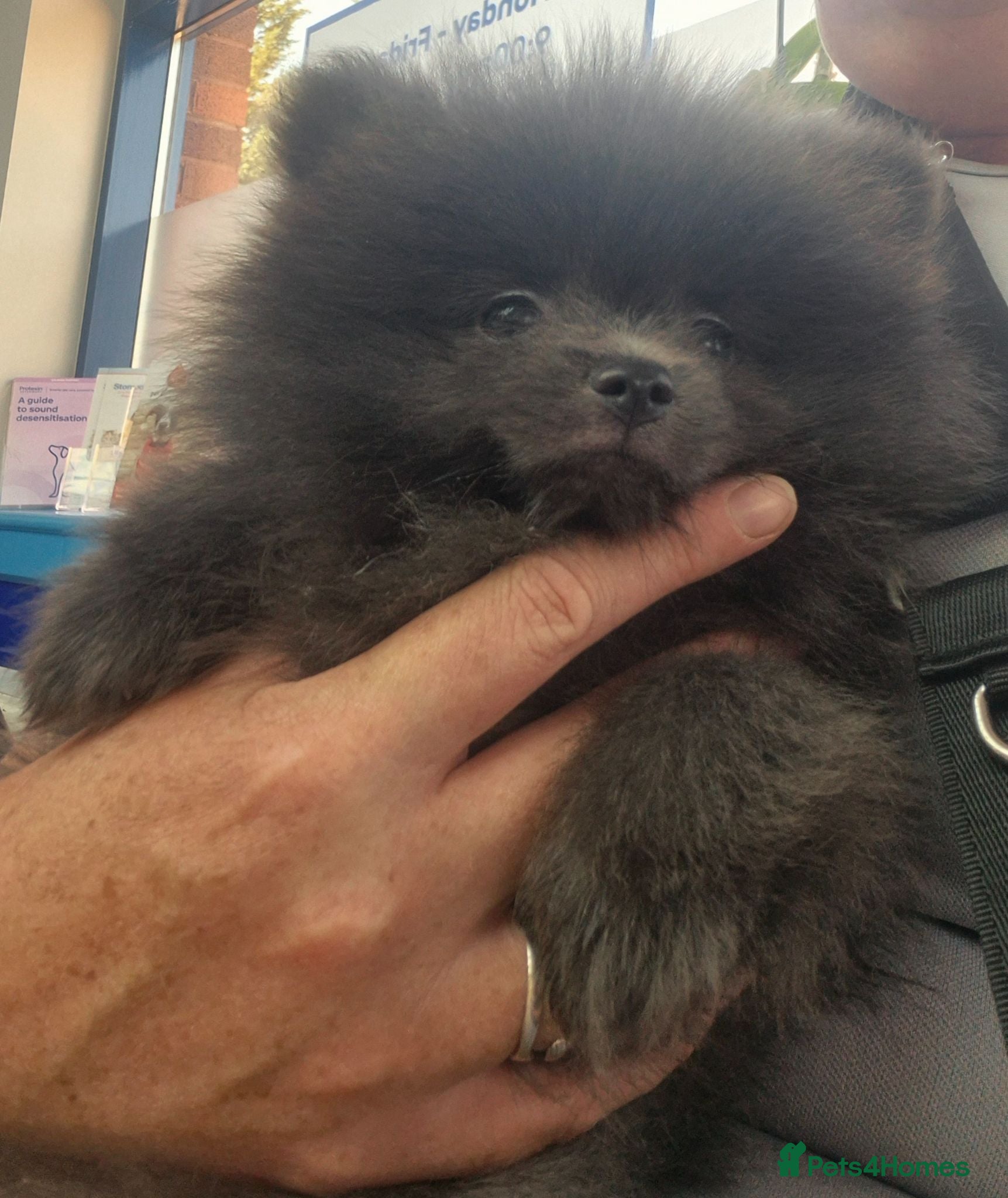 Pomeranian dogs Mini pomeranian puppies Russian bloodlines - Advert 2