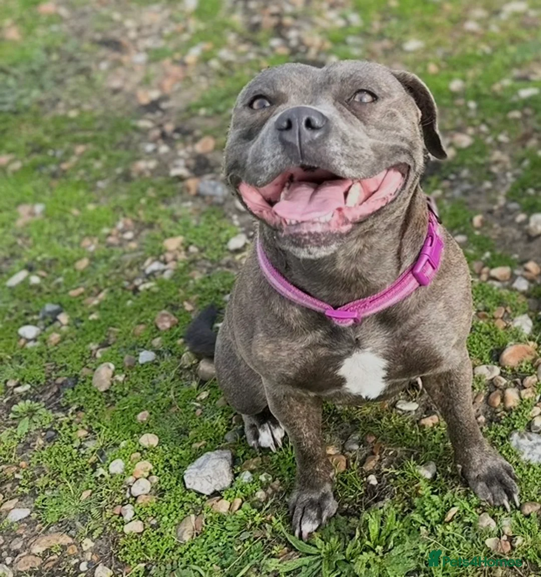 Staffordshire Bull Terrier dogs for sale: Amazing Staffordshire puppies - Advert 8