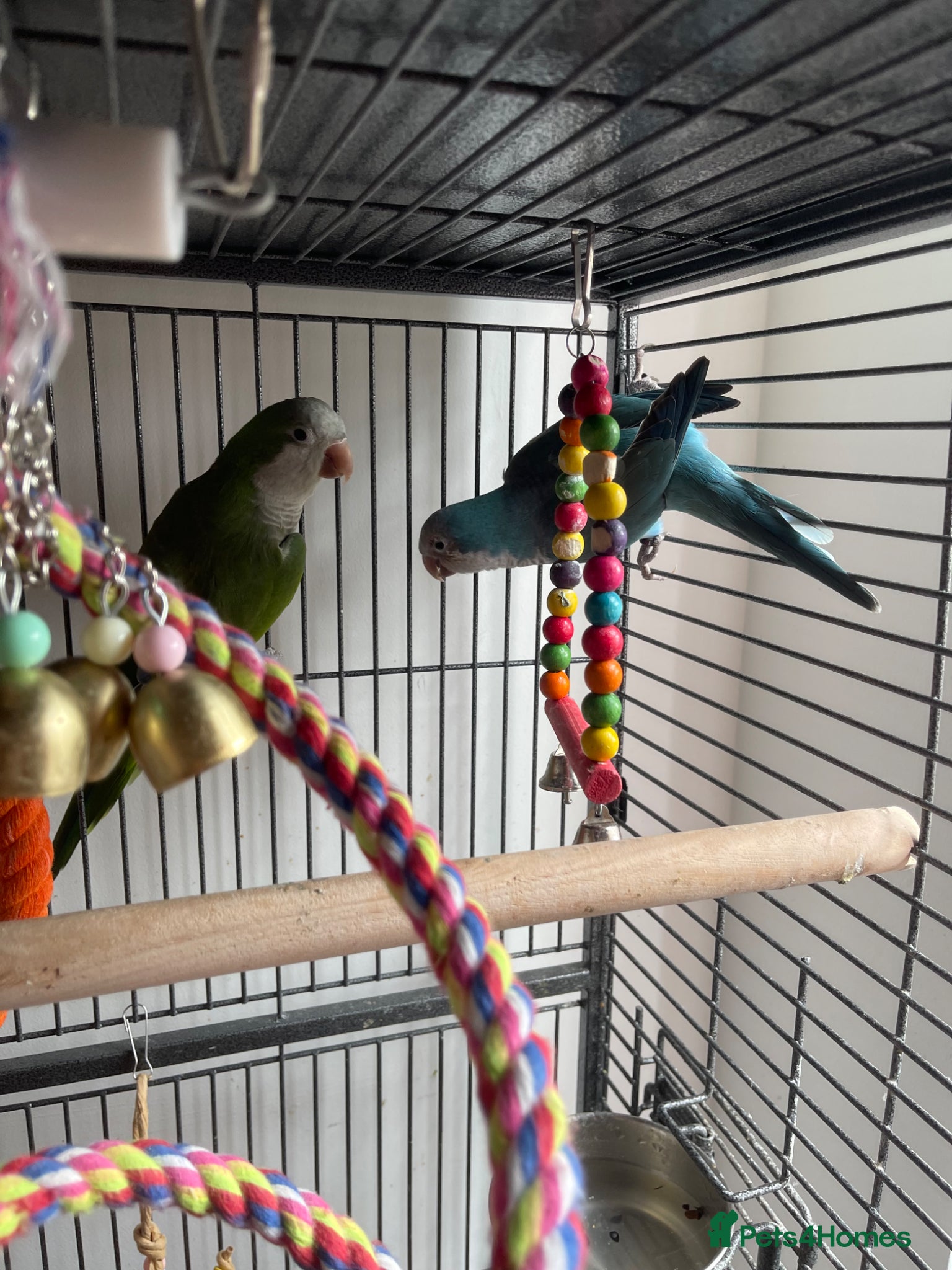 Parrots birds 2 7months old quacker parrot  - Advert 1