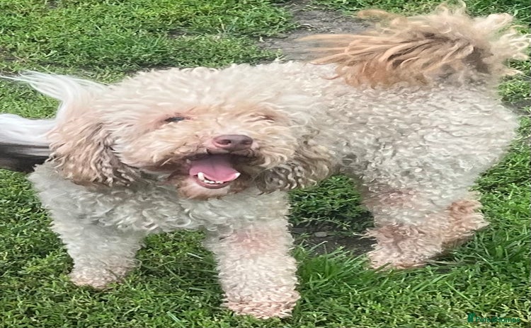 Toy Poodle dogs in Rowlands Gill - Advert 8