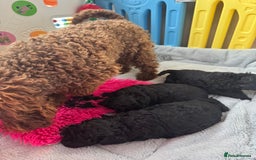 Miniature Poodle dogs for sale: DNA H/Tested Miniature poodle  - Image 20
