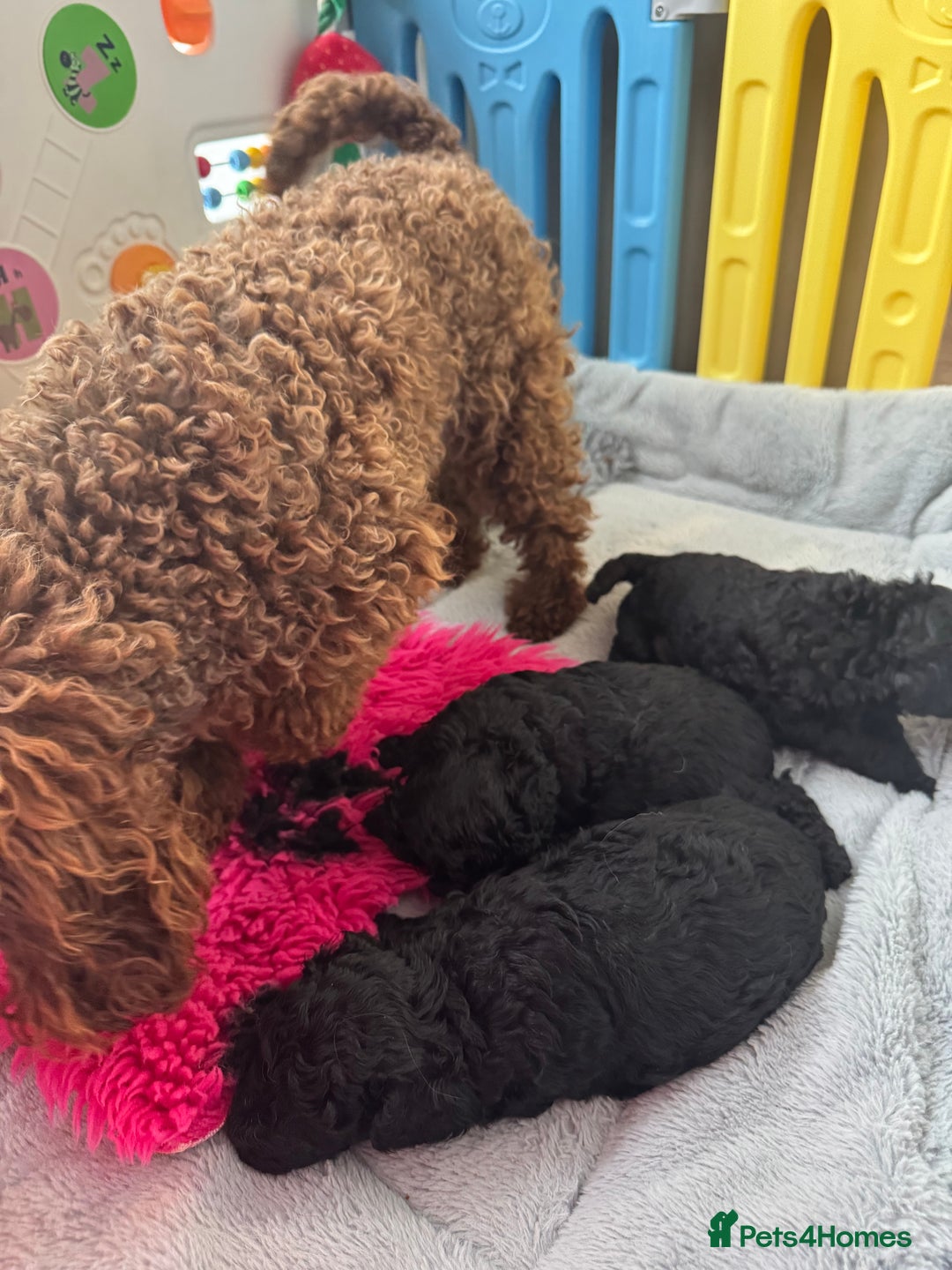 Miniature Poodle dogs for sale: DNA H/Tested Miniature poodle  - Image 20