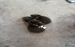 Domestic Shorthair cats for sale: Baby house cat kittens  - Image 6