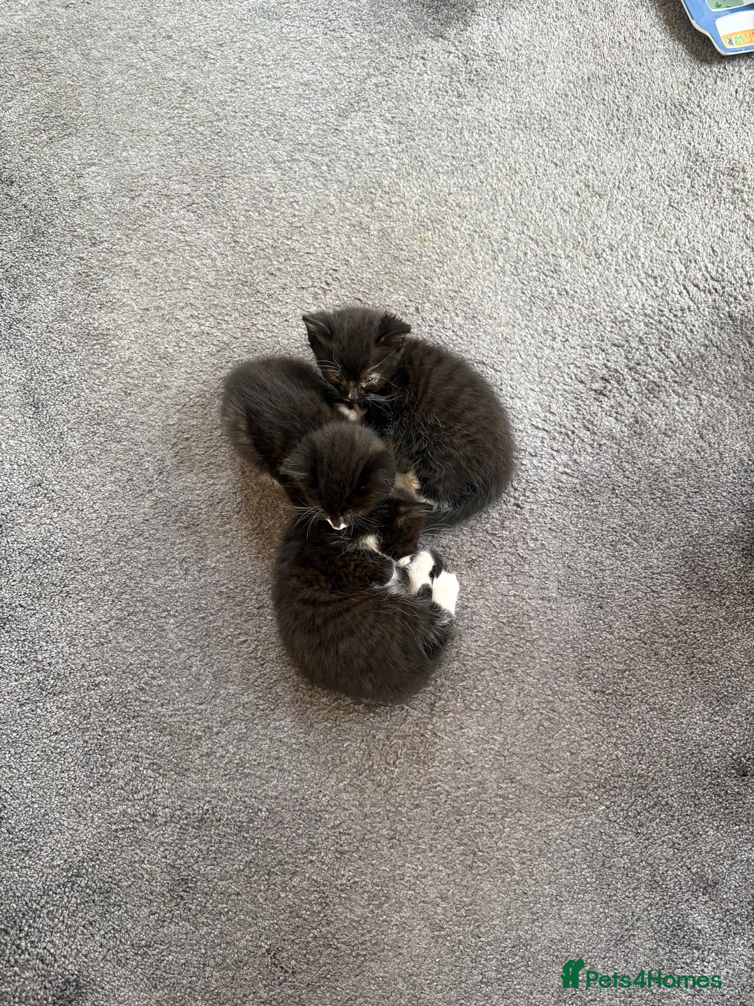Domestic Shorthair cats for sale: Baby house cat kittens  - Image 6