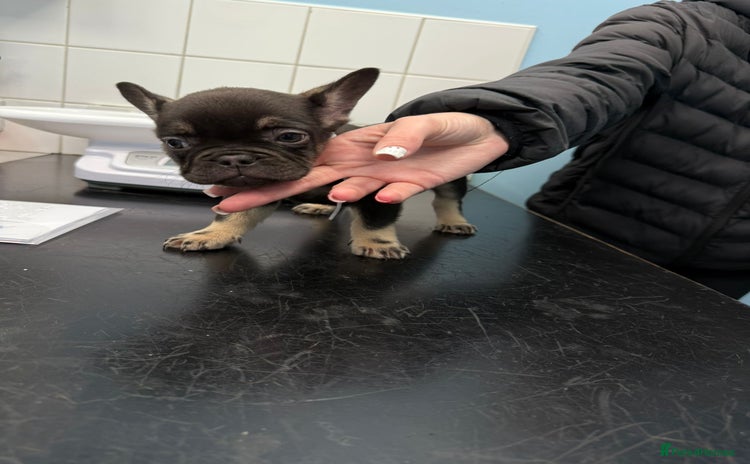 French Bulldog dogs - Advert 6