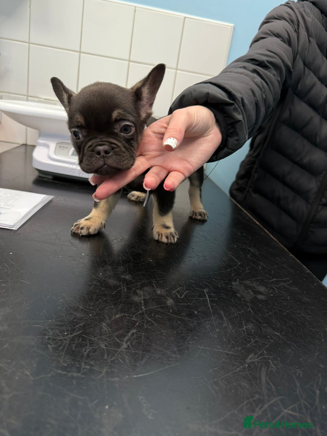 French Bulldog dogs for sale: Pedagree & KC registered French bulldog - Image 4