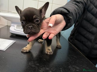 French Bulldog dogs - Advert 20