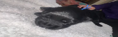 Scottish Terrier Puppy 1