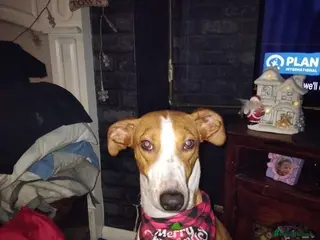 Mixed Breed dogs Three beautiful deerhound x greyhound - Advert 3