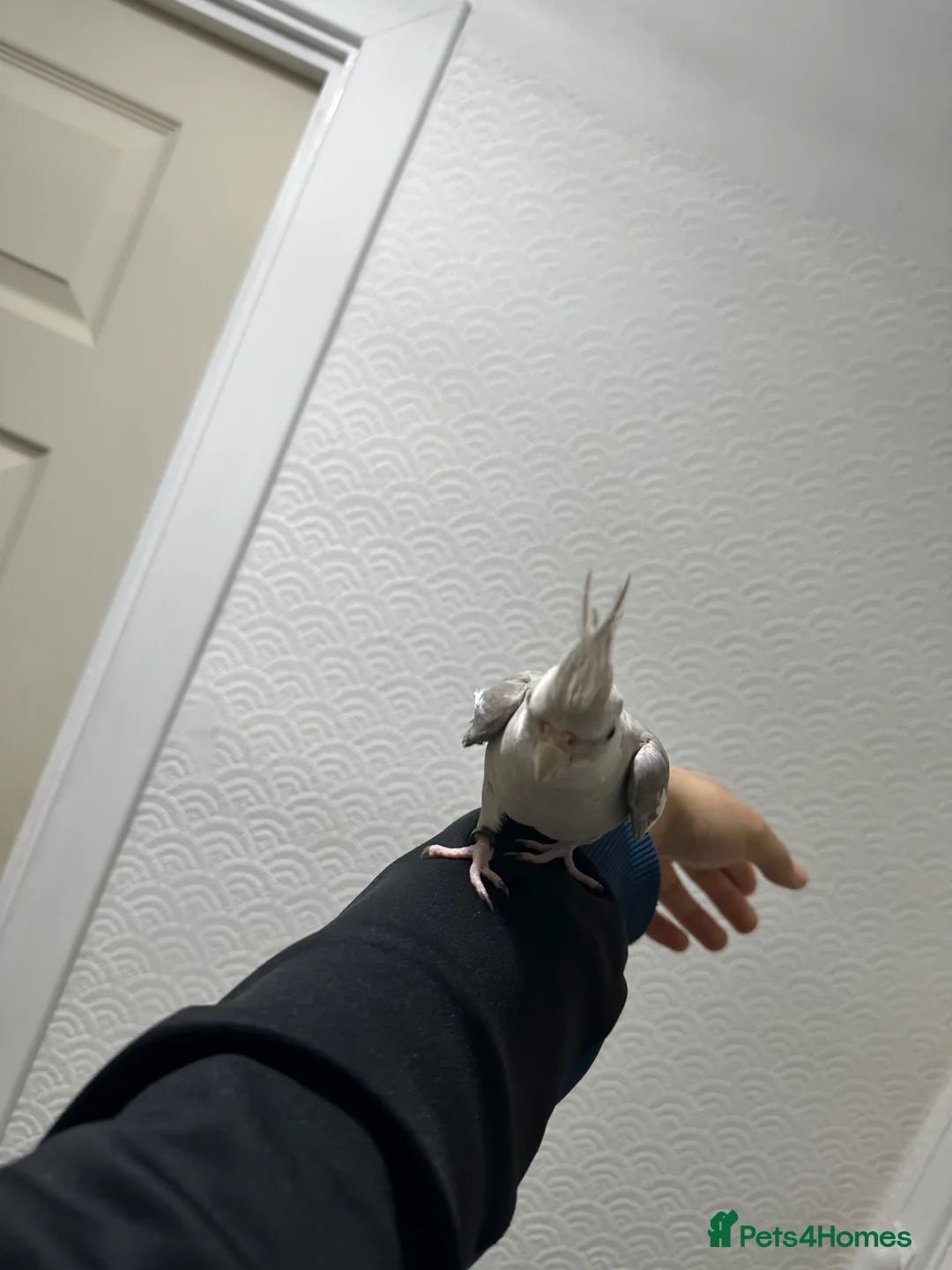 Cockatiels birds for sale: Beautiful female cocktiels  8 months for sell - Advert 2