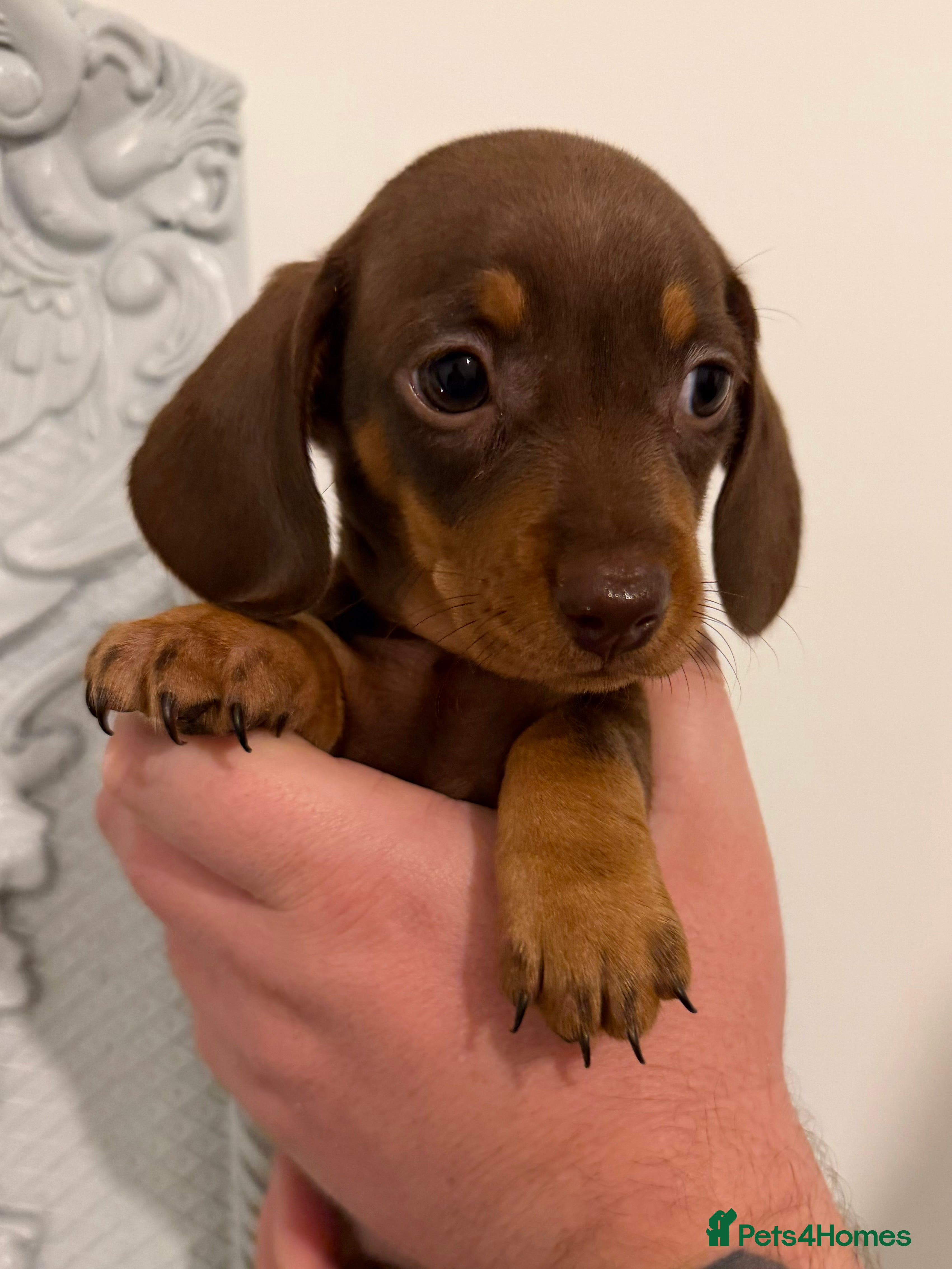 Miniature Dachshund dogs Ready now 🐾 Our last baby mini dachshund girl 🤍 - Advert 3