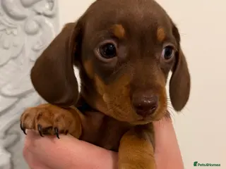 Miniature Dachshund dogs Ready now 🐾 Our last baby mini dachshund girl 🤍 - Advert 3
