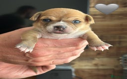 Chihuahua dogs for sale: 6 Gorgeous Chihuahua Puppies 🐶💙🩷🩷🩷🩷💙  - Image 32