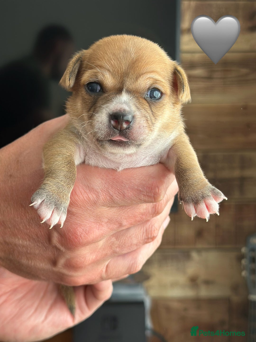 Chihuahua dogs for sale: 6 Gorgeous Chihuahua Puppies 🐶💙🩷🩷🩷🩷💙  - Image 32